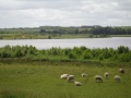 Hellesø.jpg
