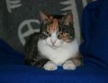 Frejas kat.jpg