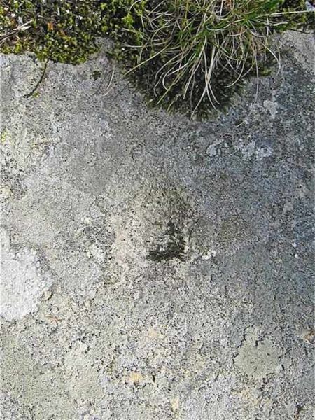 Fil:Skålgroper i Hargene 2.jpg