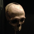 Nationalmuseet i København - Kranie fra bondestenalderen 1.jpg