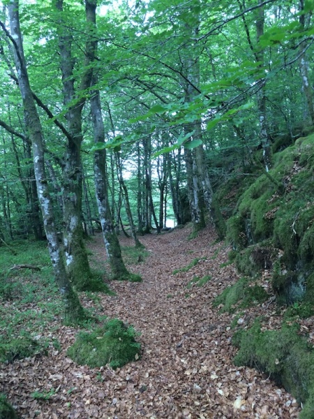 Fil:Bøkeskogen ved Vollum 4.jpg