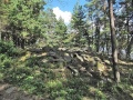 Högsbyn gravfält 4.jpg