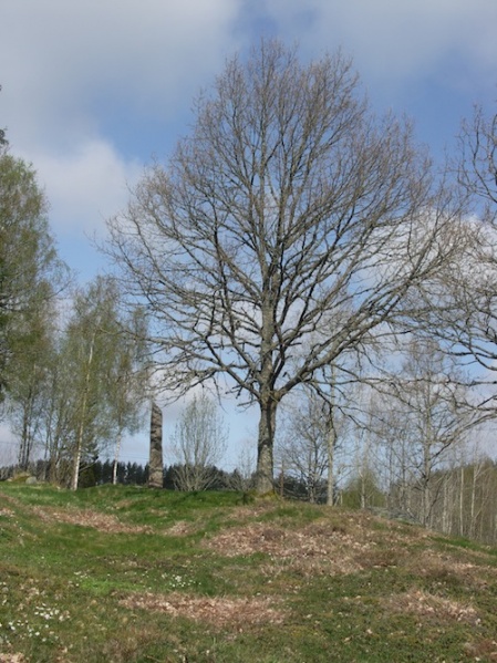 Fil:Vrångstad gravfält 03.jpg