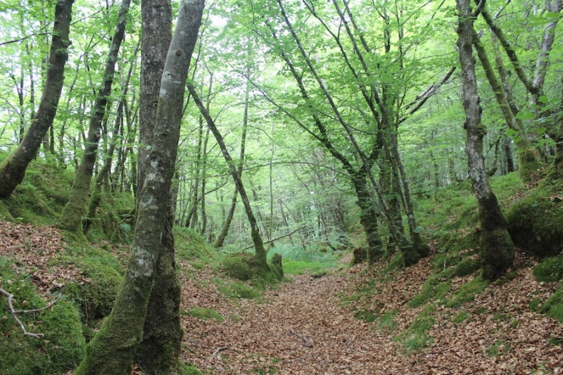 Fil:Bøkeskogen ved Vollum 3.jpg