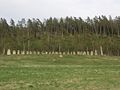 Blomsholm Skeppssättning.jpg
