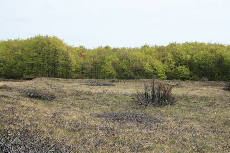 Fil:Rødland Hede oldtidsagre 1.jpg