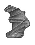 Seitesten