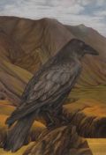Ravn