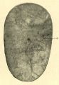 Linnés trolltrumma Fig. 5.jpg